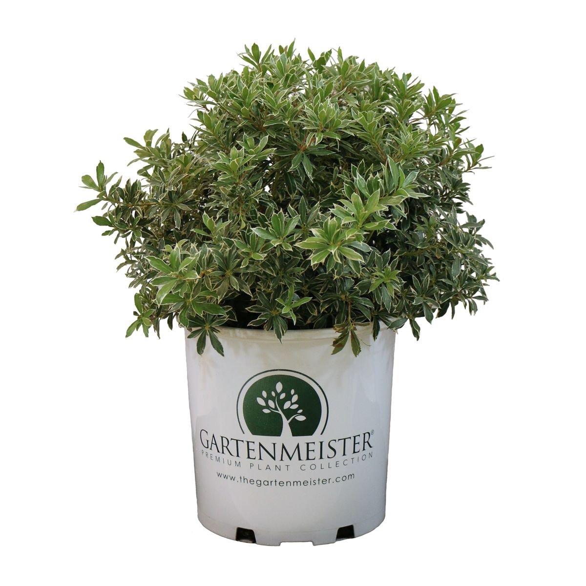 Little Heath Pieris in the Gartenmeister pot