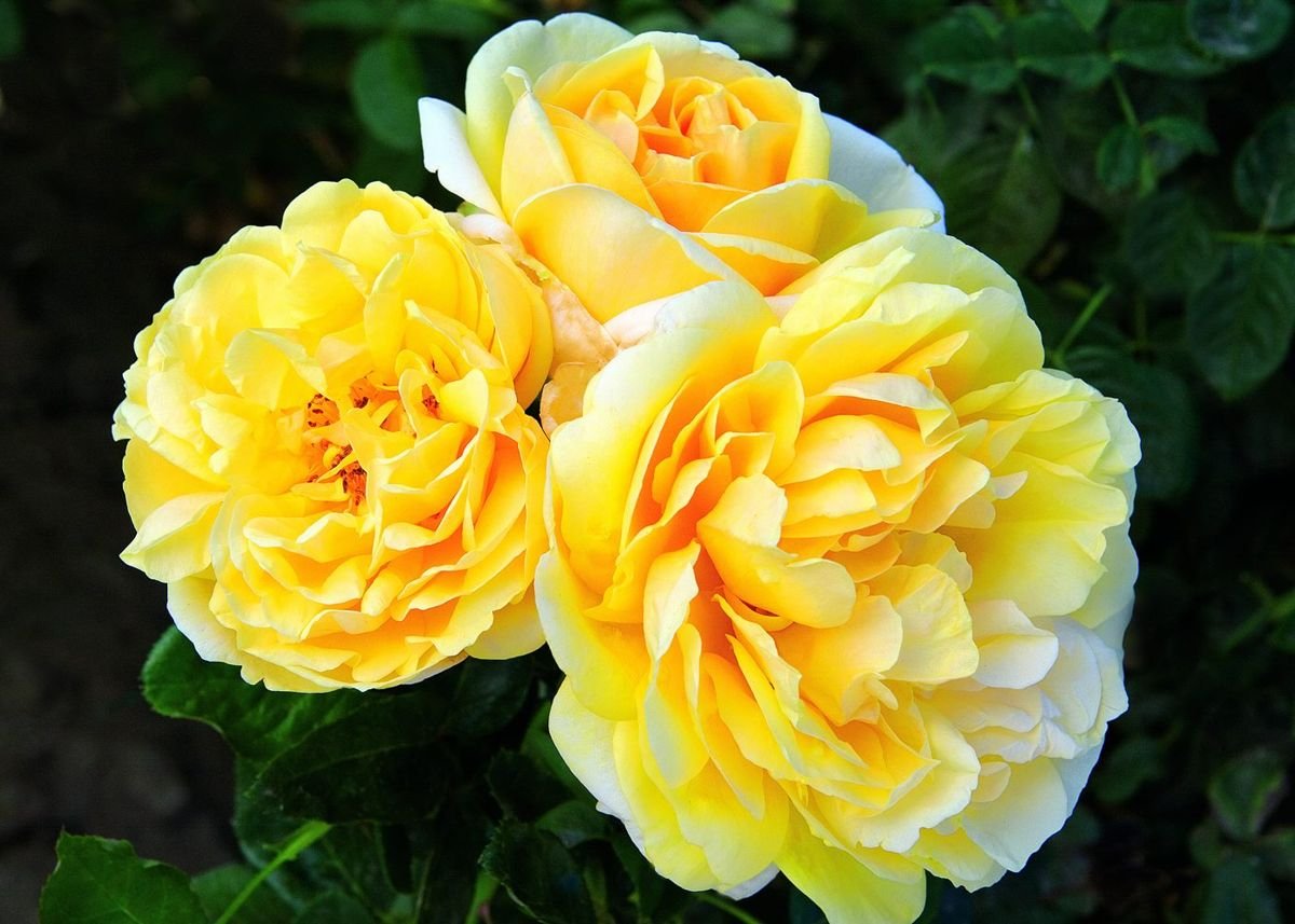 Michelangelo™ Rose in the Gartenmeister pot