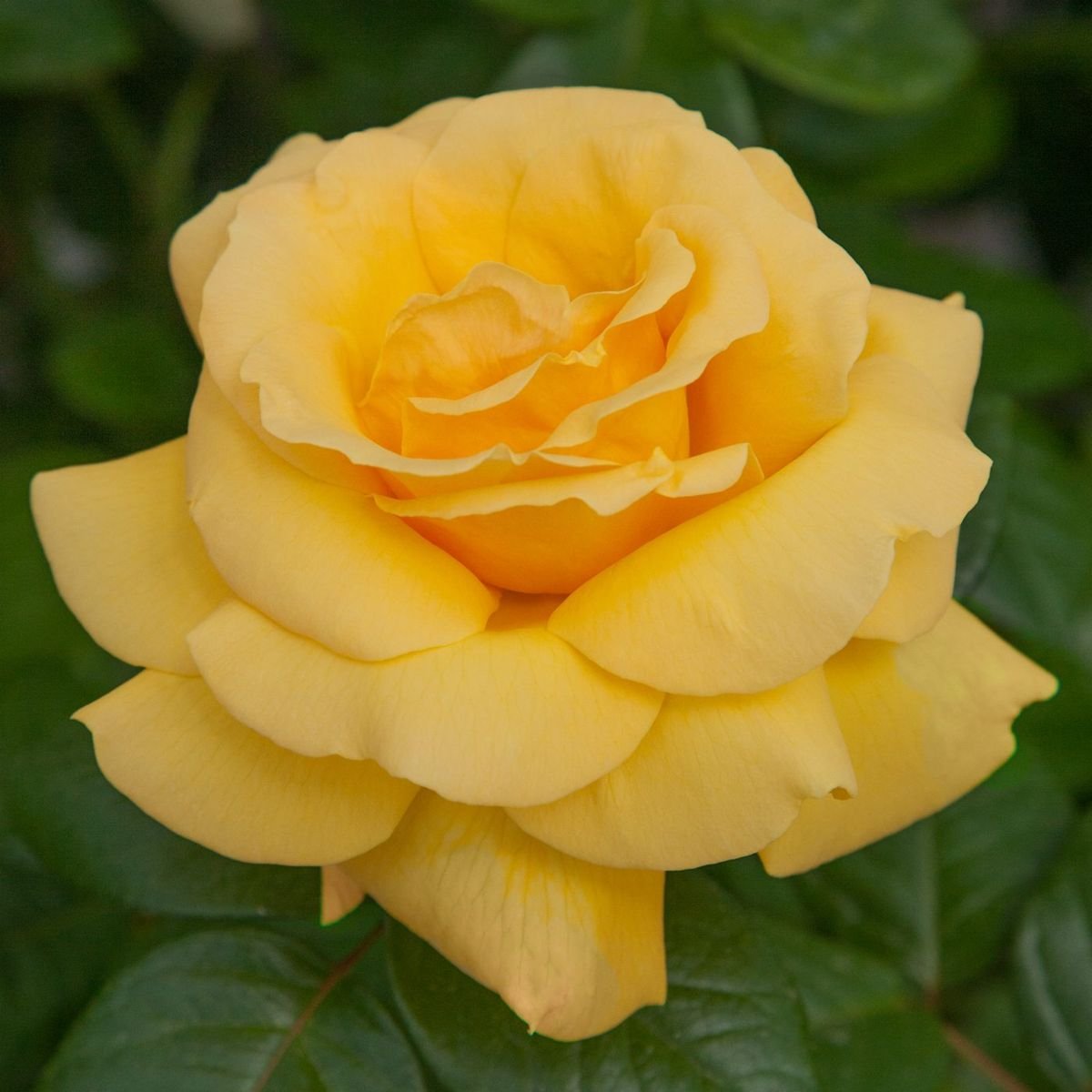 Michelangelo™ Rose photo 2