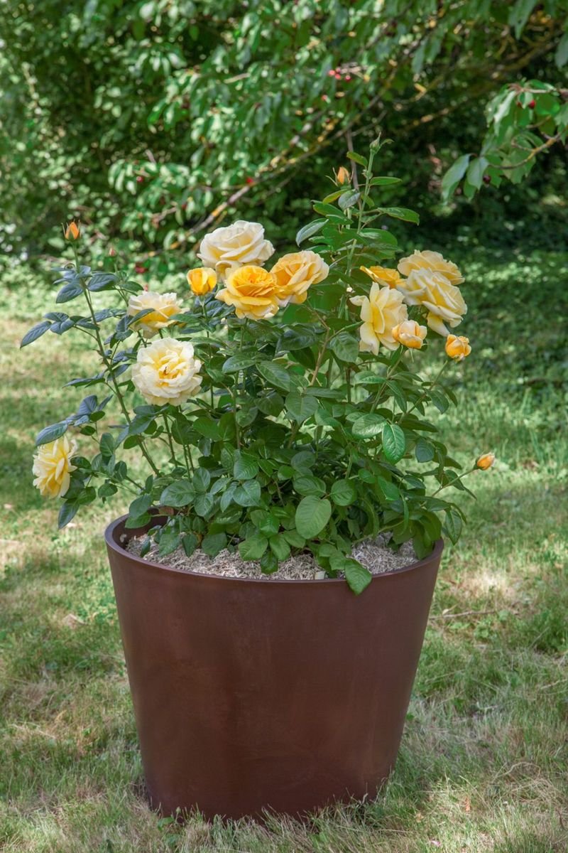 Michelangelo™ Rose photo 3