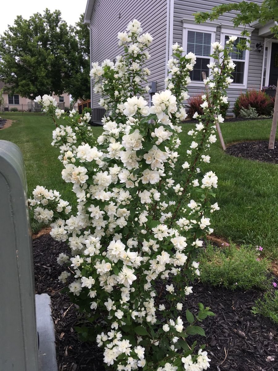 Pearls of Perfume™ Mock Orange in the Gartenmeister pot