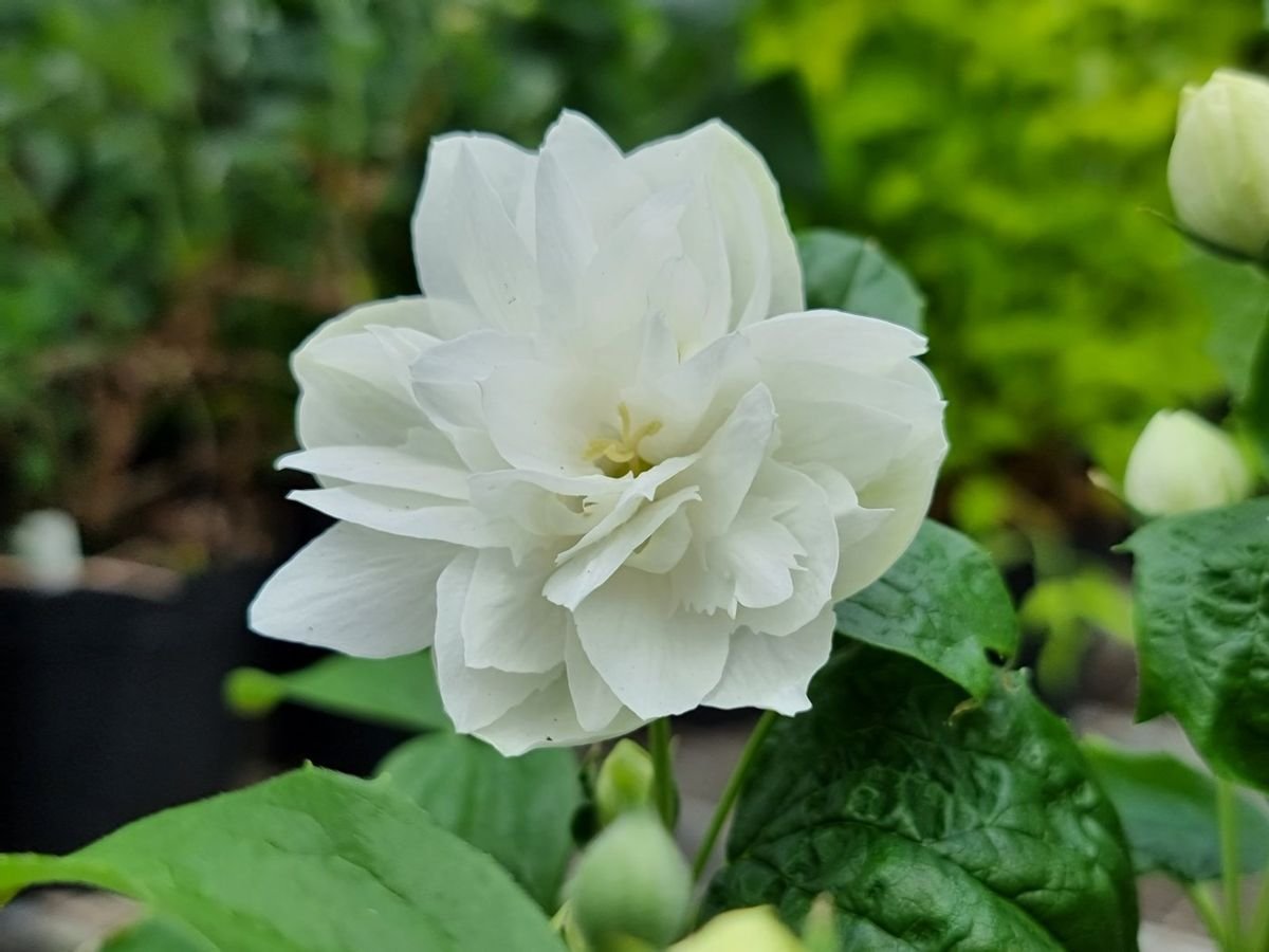 Pearls of Perfume™ Mock Orange photo 2