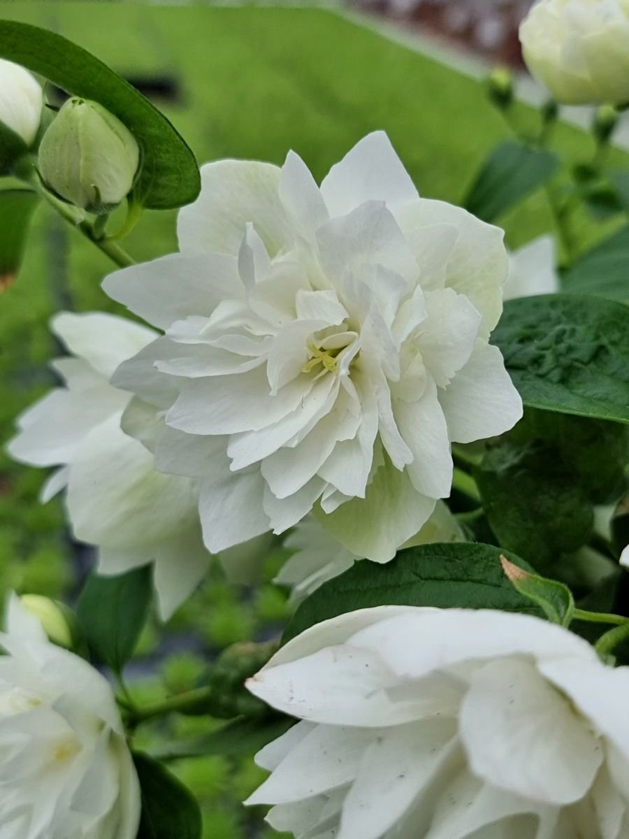 Pearls of Perfume™ Mock Orange photo 3