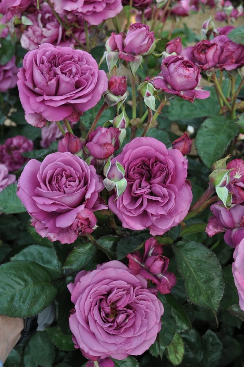 Plum Perfect™ Sunbelt® Rose in the Gartenmeister pot
