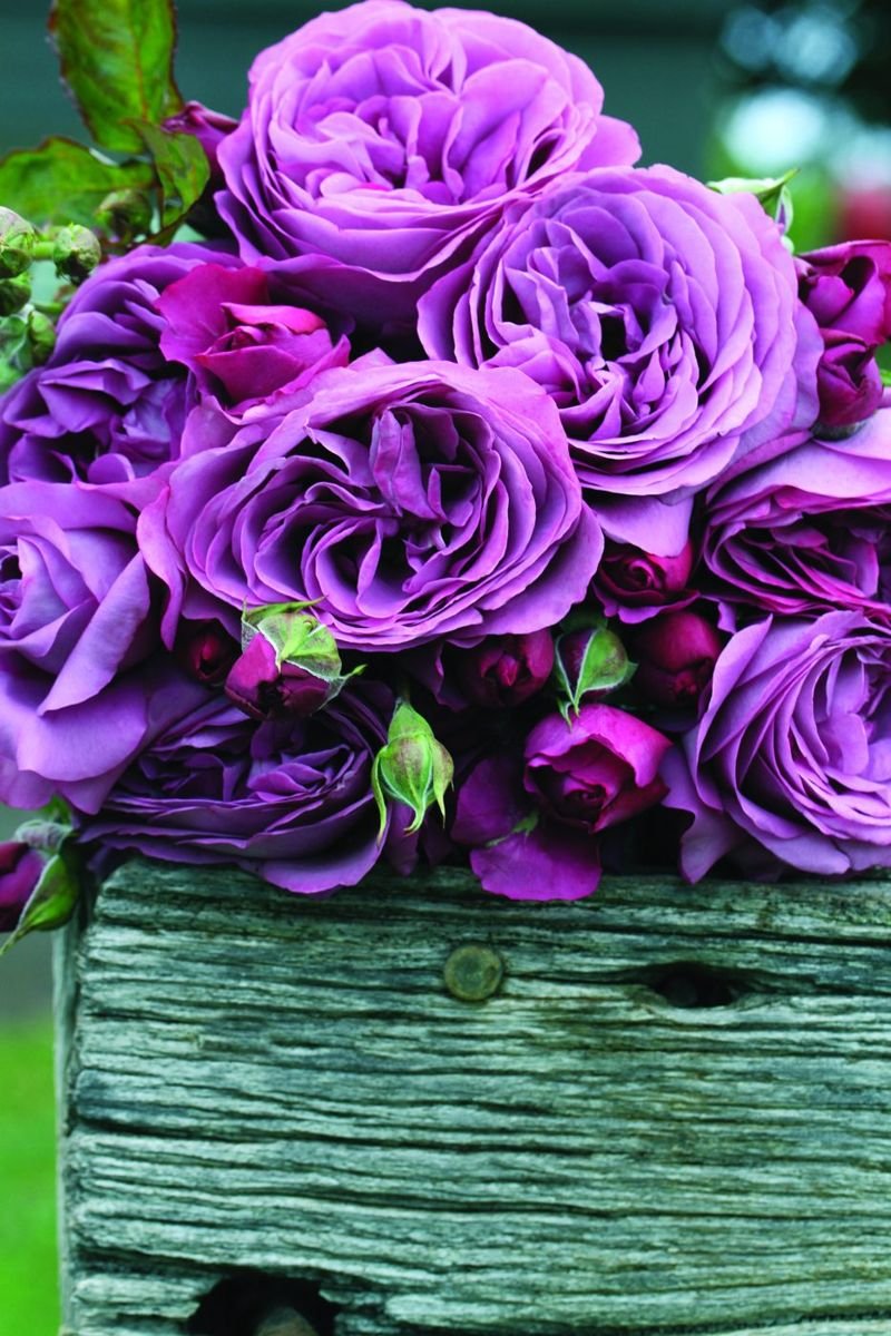 Plum Perfect™ Sunbelt® Rose photo 2