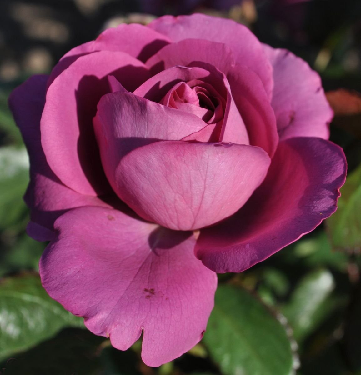 Plum Perfect™ Sunbelt® Rose photo 3