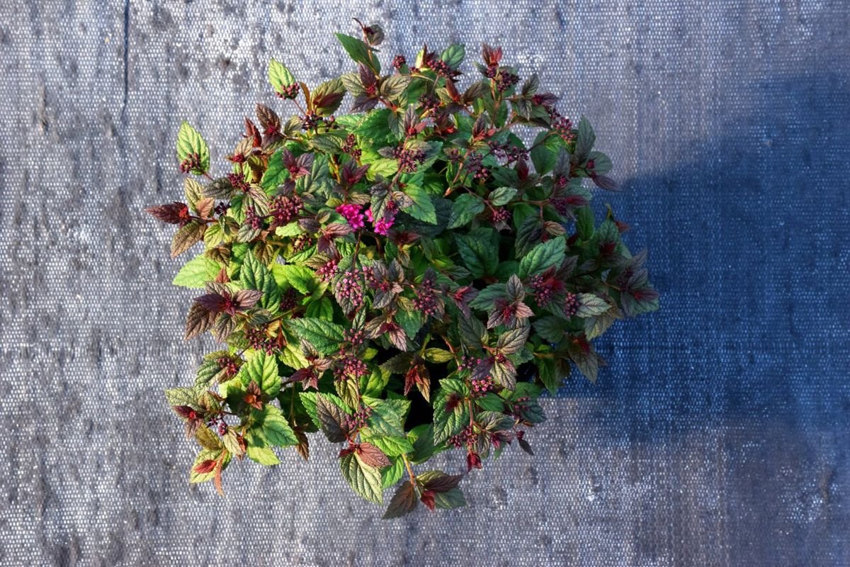 Plumtastic Spirea in the Gartenmeister pot