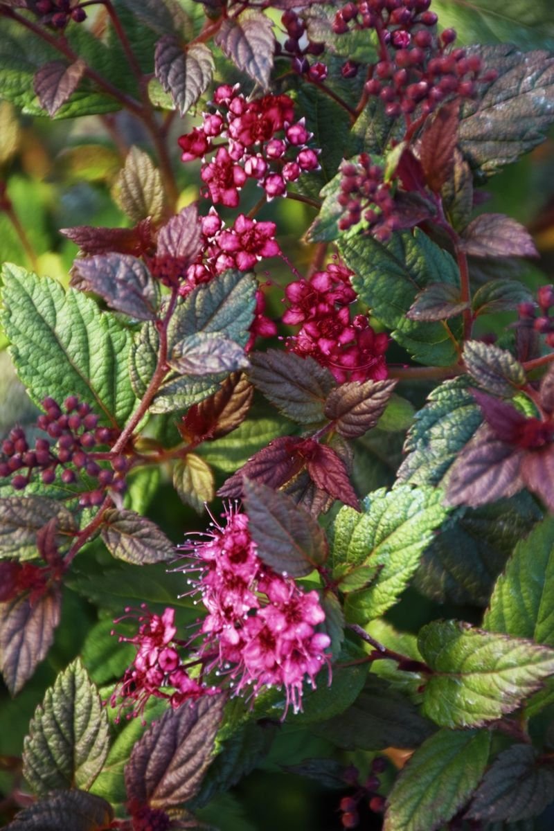 Plumtastic Spirea photo 2