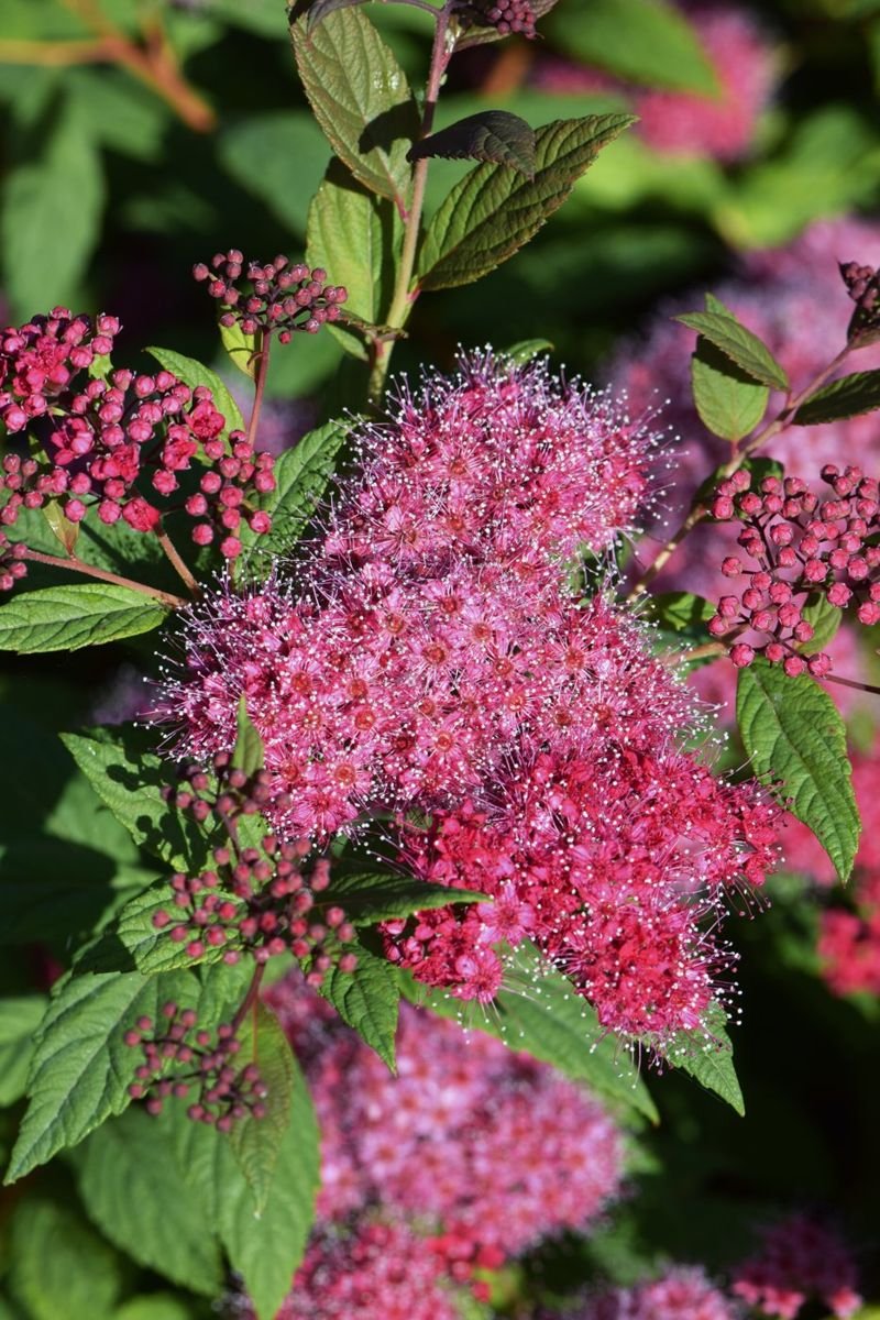Plumtastic Spirea photo 3
