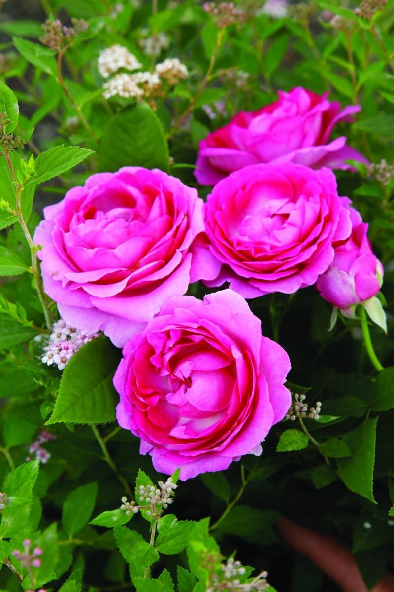 Raspberry Cupcake™ Rose in the Gartenmeister pot