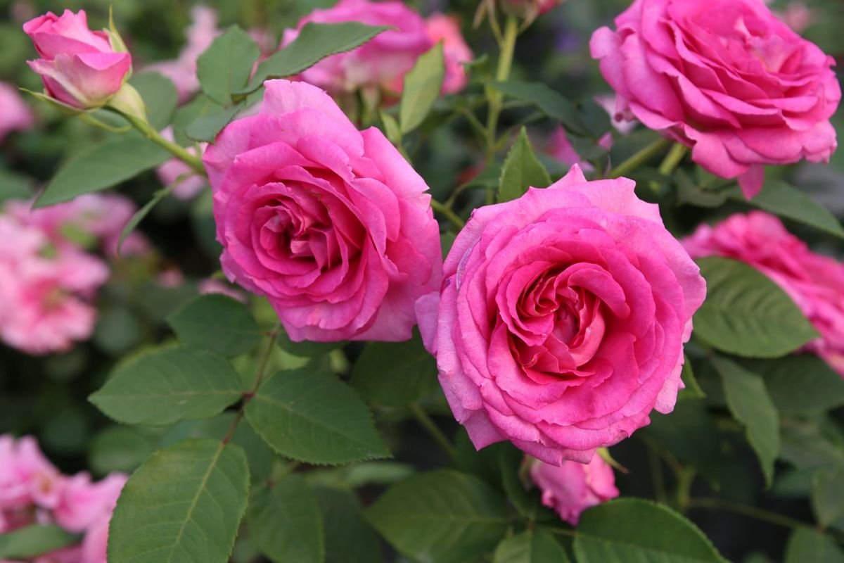 Raspberry Cupcake™ Rose photo 2