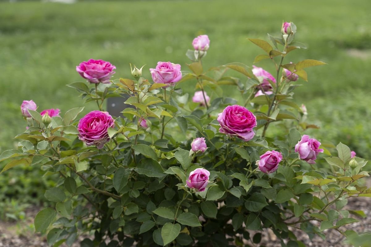 Raspberry Cupcake™ Rose photo 3