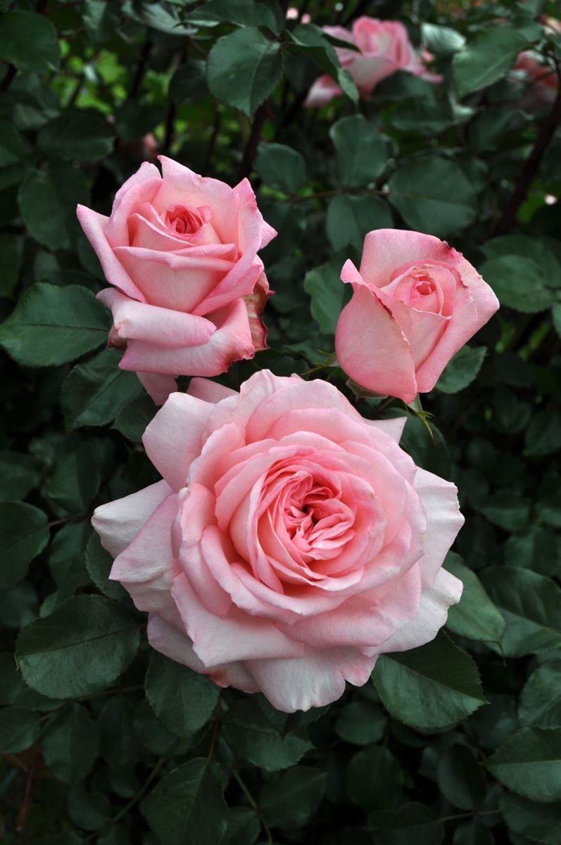 Savannah™ Sunbelt® Rose in the Gartenmeister pot