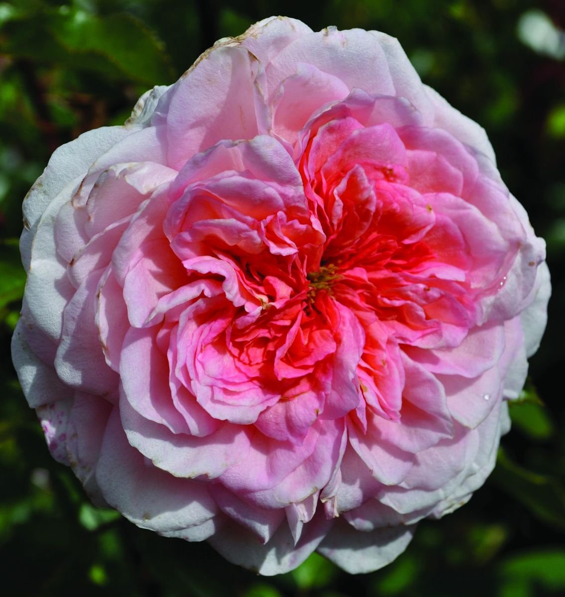 Savannah™ Sunbelt® Rose photo 2