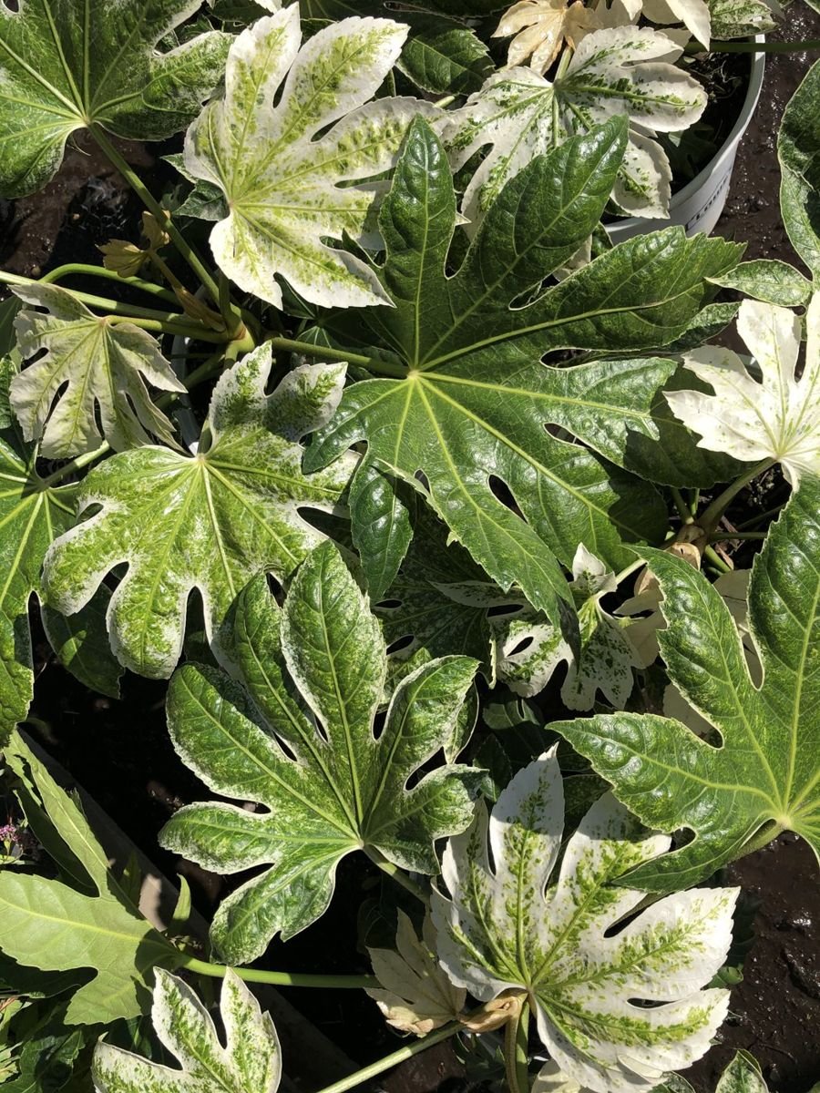 Spider's Web Fatsia in the Gartenmeister pot
