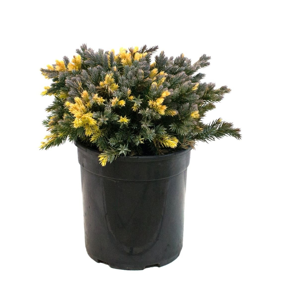 Starbrite™ Juniper in the Gartenmeister pot