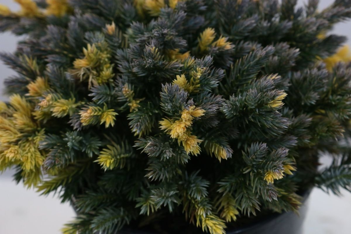 Starbrite™ Juniper photo 2
