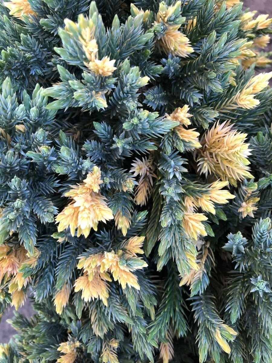 Starbrite™ Juniper photo 3
