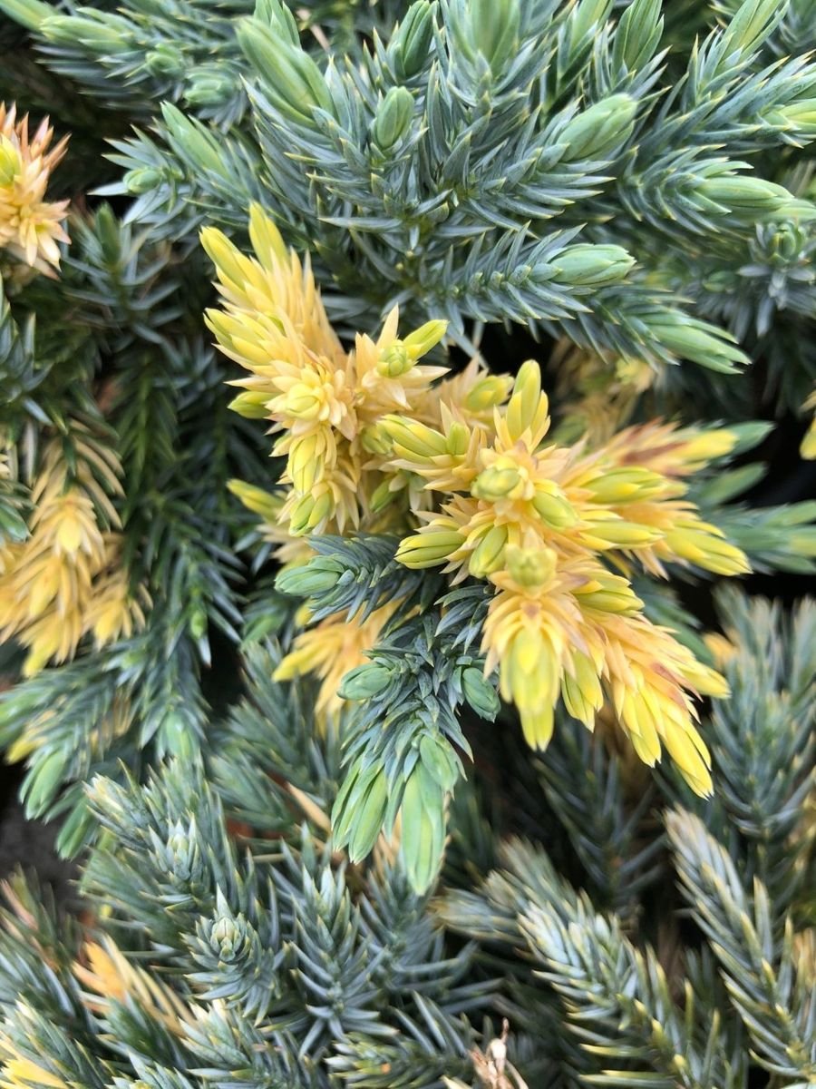 Starbrite™ Juniper photo 4