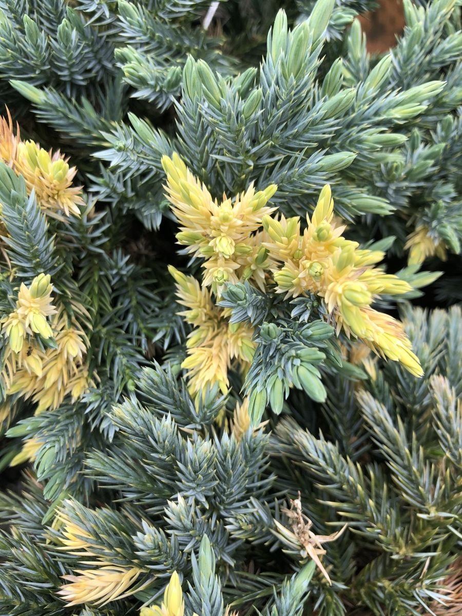 Starbrite™ Juniper photo 5