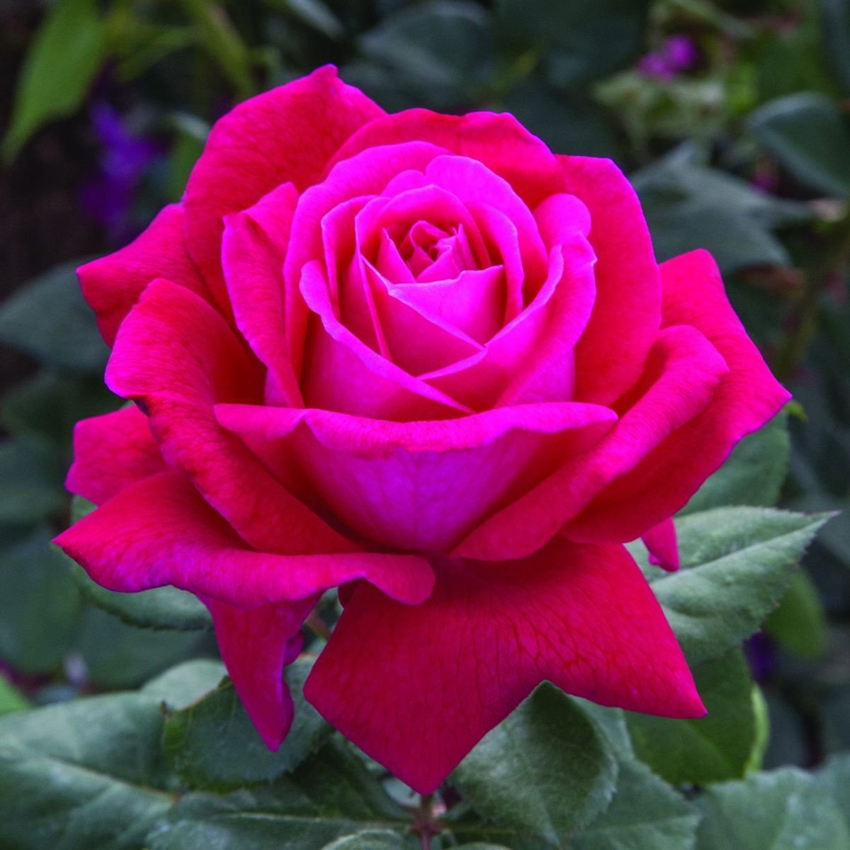 Sweet Spirit™ Rose in the Gartenmeister pot