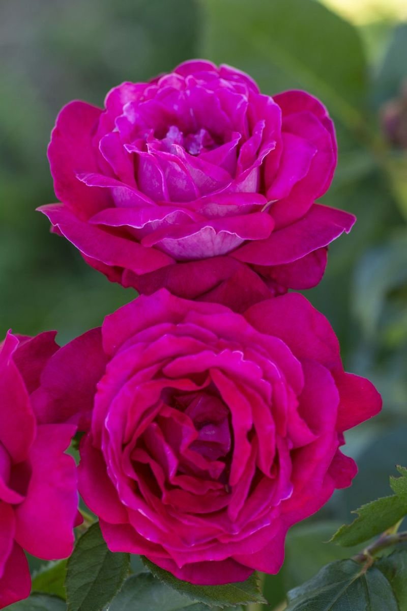 Sweet Spirit™ Rose photo 2