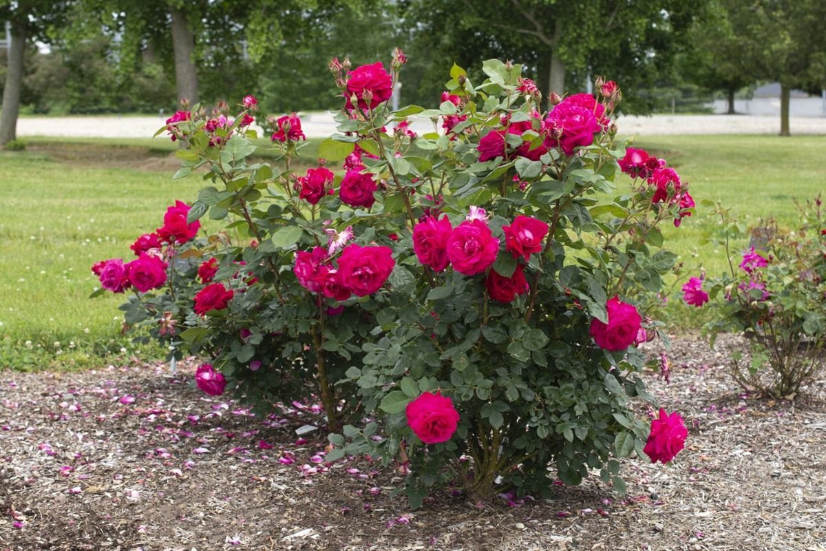 Sweet Spirit™ Rose photo 3