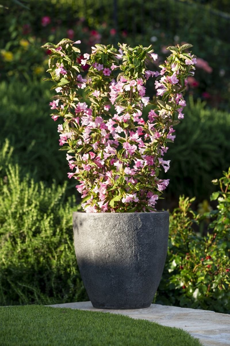 Towers of Flowers® Apple Blossom Weigela in the Gartenmeister pot