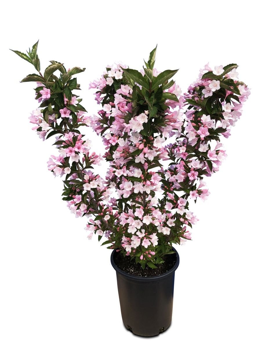 Towers of Flowers® Apple Blossom Weigela photo 2