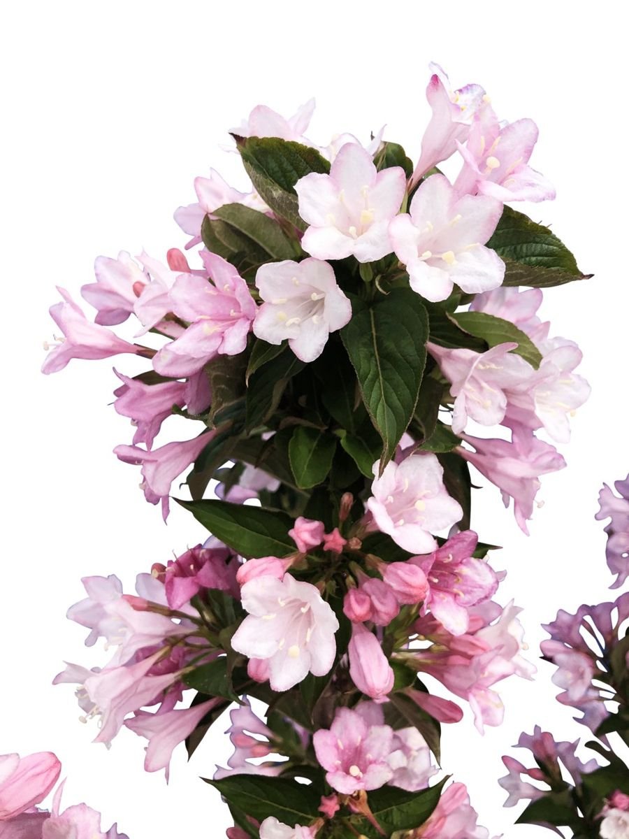 Towers of Flowers® Apple Blossom Weigela photo 3
