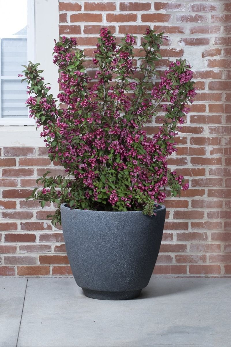 Towers of Flowers® Cherry Weigela in the Gartenmeister pot