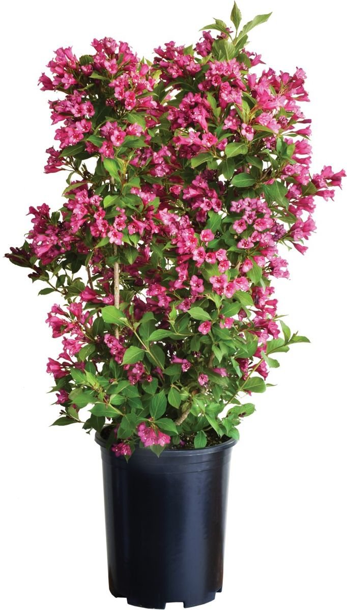 Towers of Flowers® Cherry Weigela photo 2