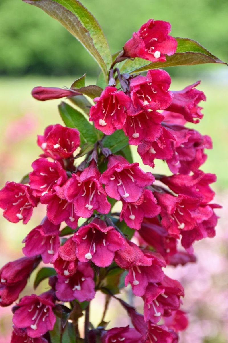 Towers of Flowers® Cherry Weigela photo 3