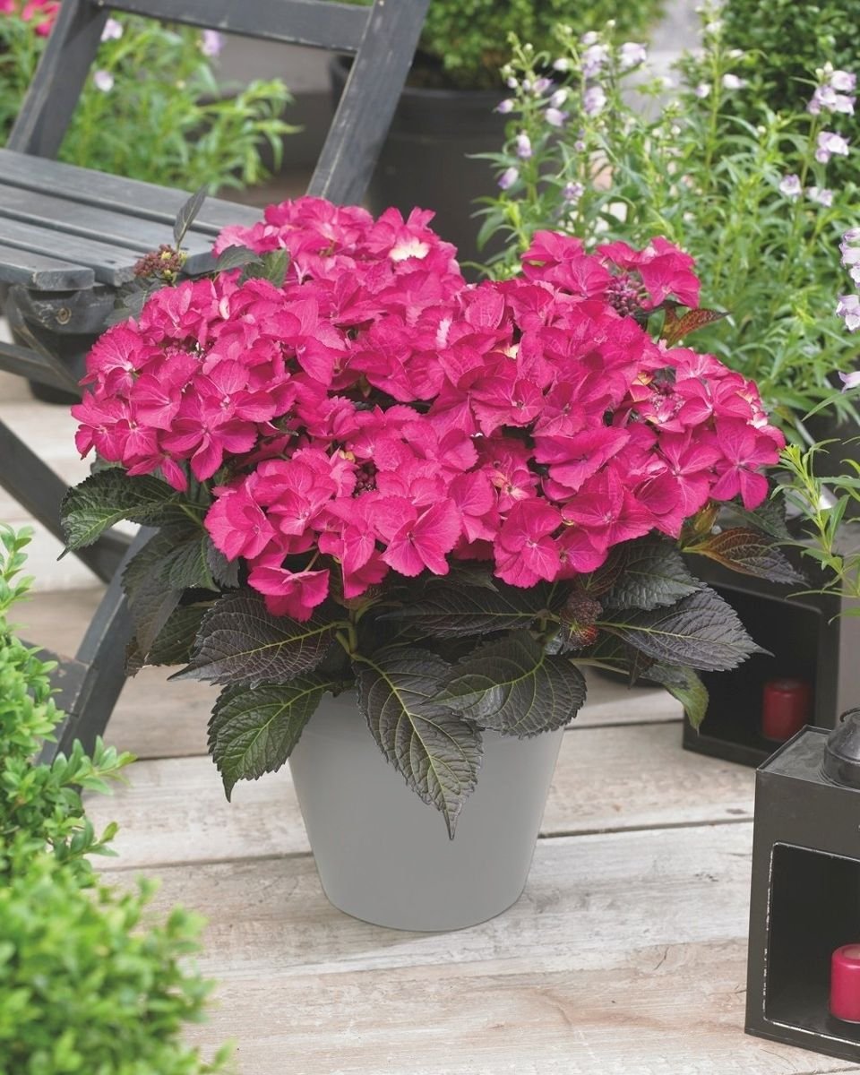 Tuxedo® Pink Hydrangea in the Gartenmeister pot