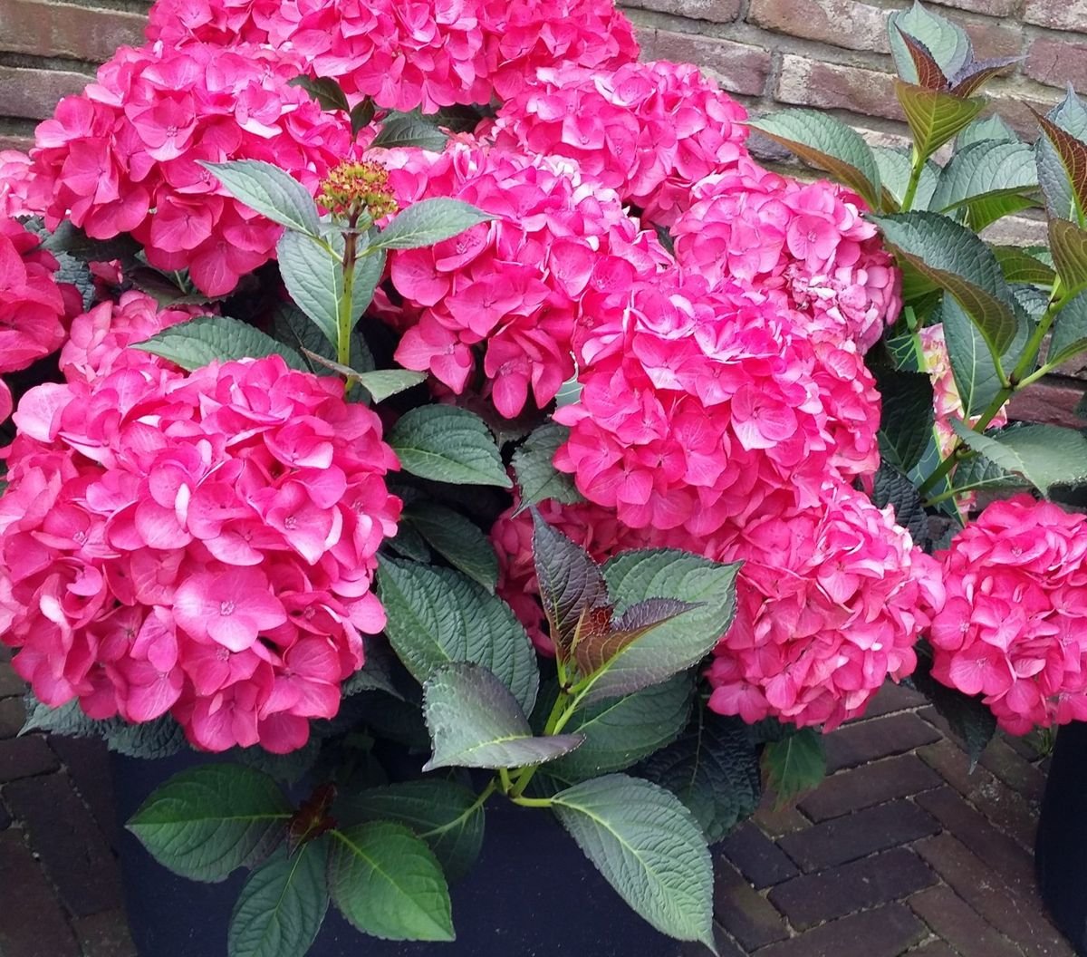 Tuxedo® Pink Hydrangea photo 2
