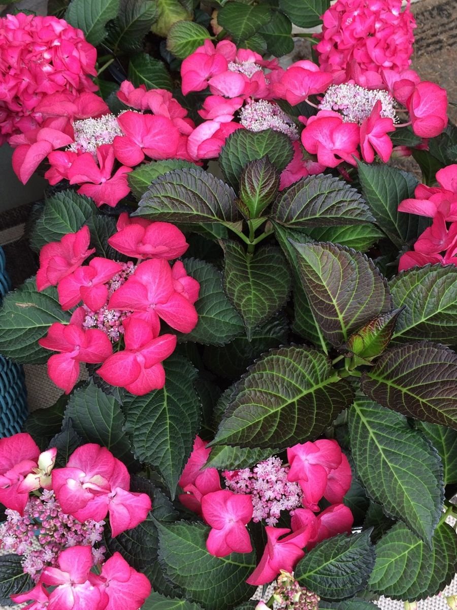 Tuxedo® Pink Hydrangea photo 3