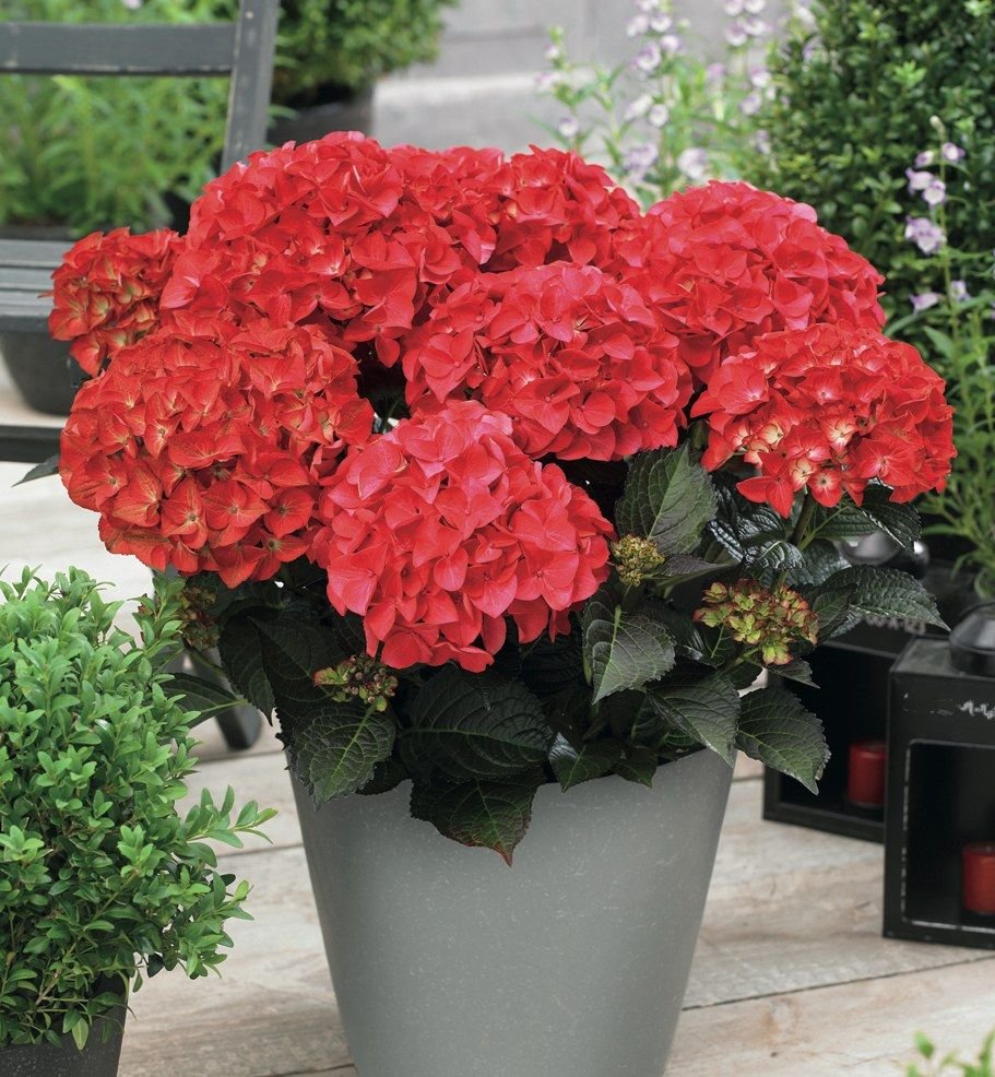 Tuxedo® Red Hydrangea in the Gartenmeister pot
