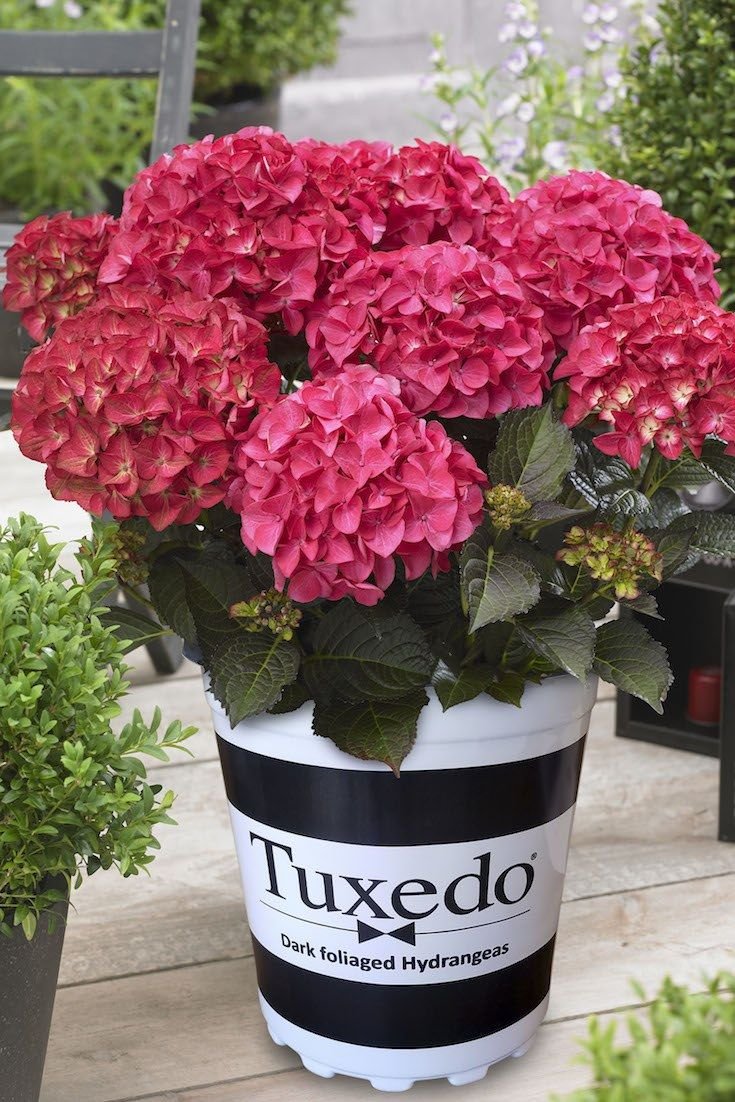 Tuxedo® Red Hydrangea photo 2