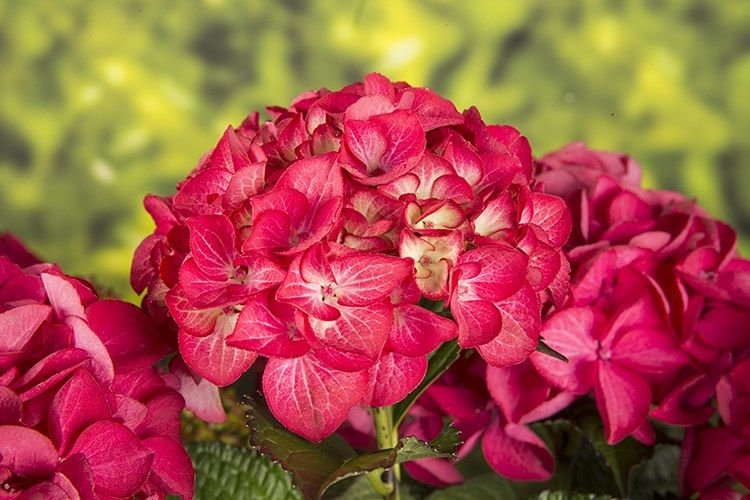 Tuxedo® Red Hydrangea photo 3