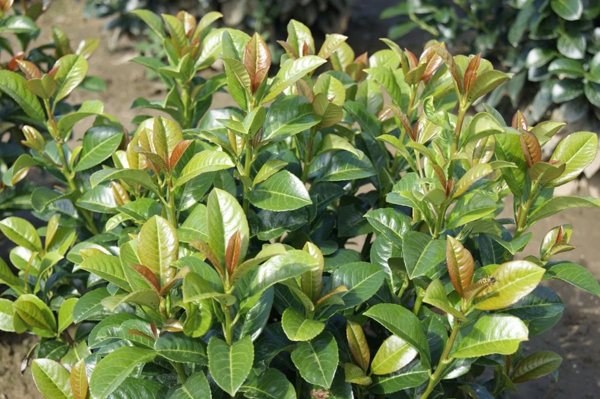 Volcano Cherry Laurel in the Gartenmeister pot