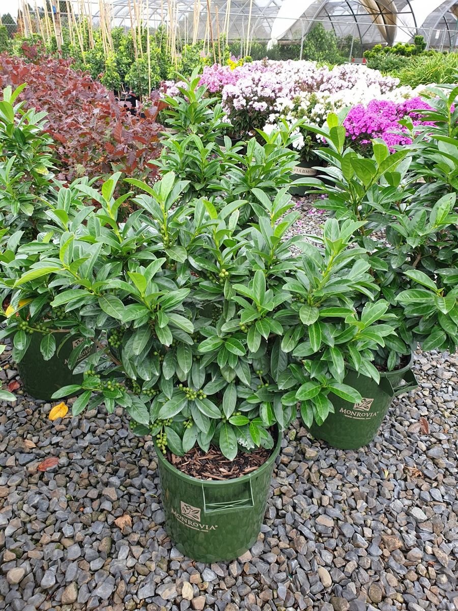 Volcano Cherry Laurel photo 2