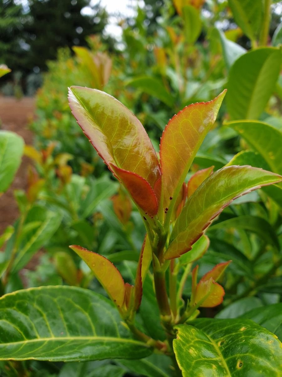 Volcano Cherry Laurel photo 3