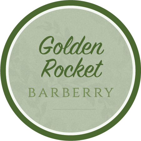 Golden Rocket Barberry