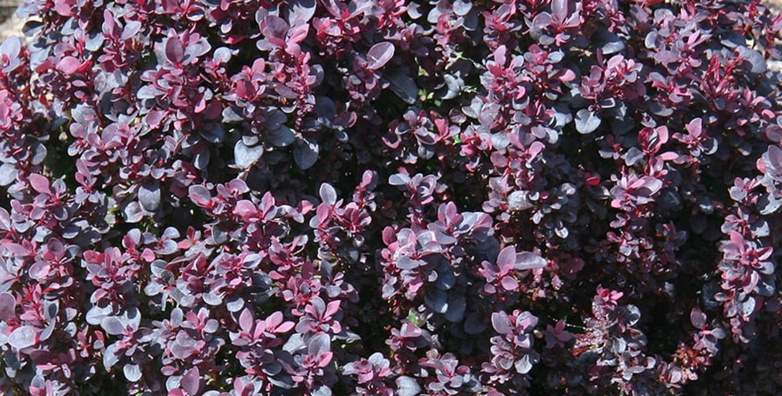 Concorde Barberry Gartenmeister
