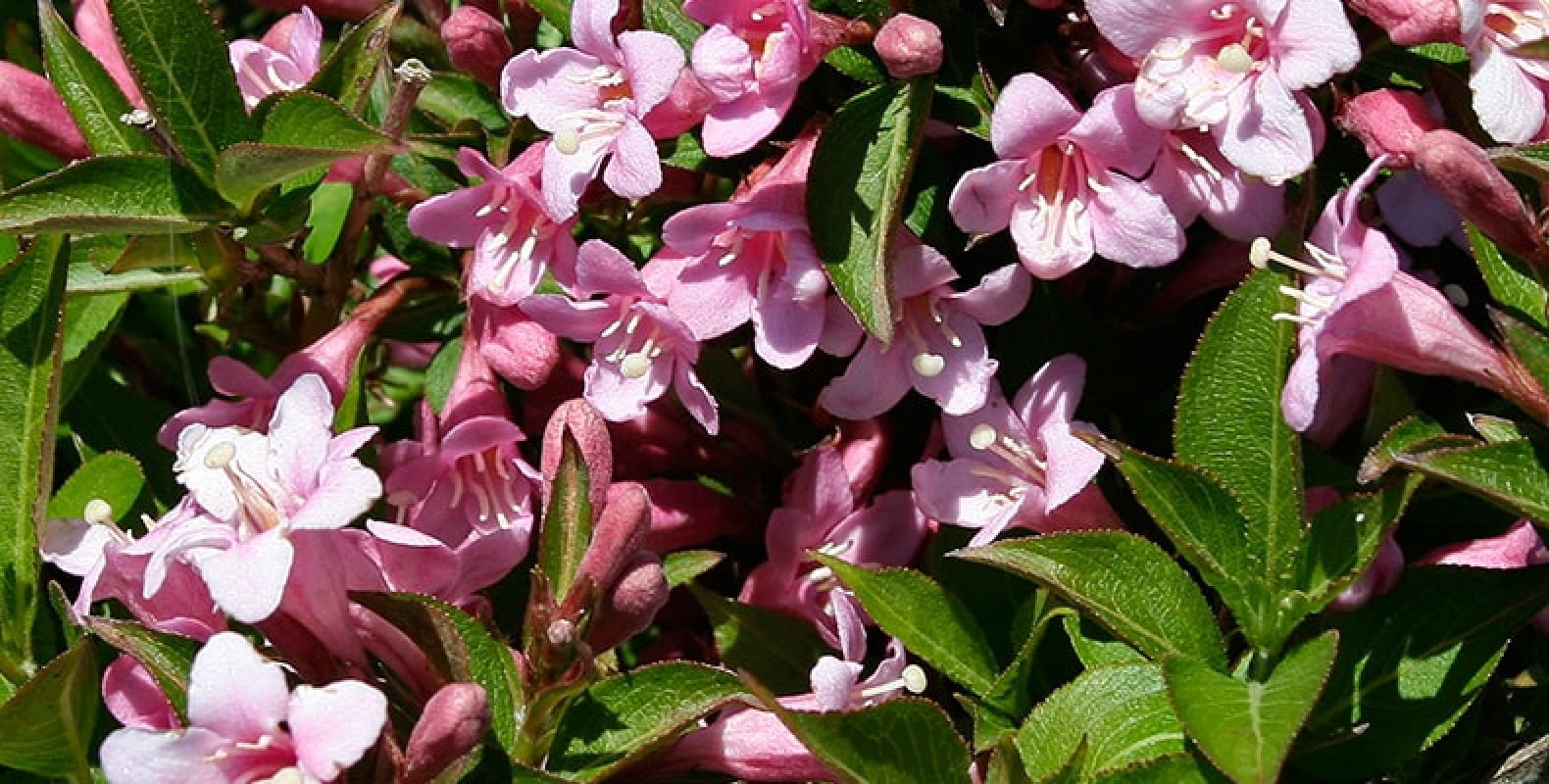 Pink Poppet Weigela Gartenmeister